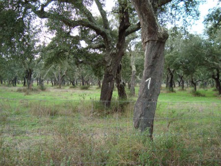 Floresta - Montado de Sobro